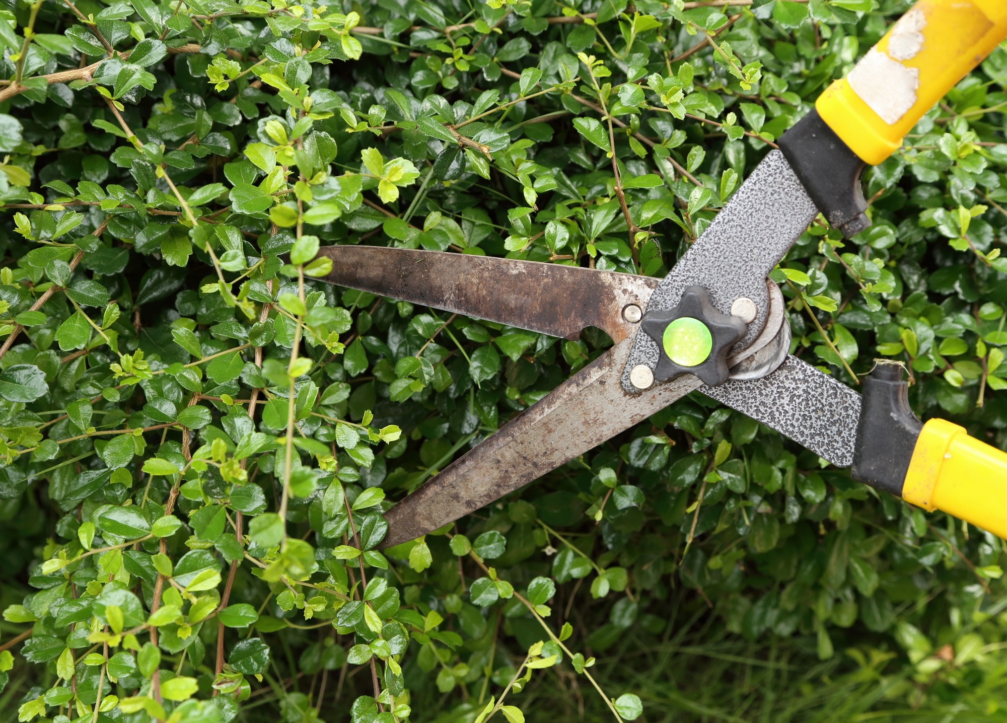 trimming shrubbery, high maintenance gardening